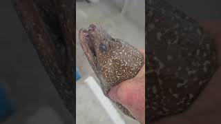 Scary eel Spotted Moray eel fishing wildlife theskyisnotyourlimit eel Sealife [upl. by Eedyah916]