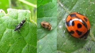 Organic Aphid Control with Ladybirds  Beneficial Insects [upl. by Miriam]