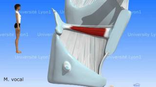 Le larynx 4  Myologie [upl. by Ileek]