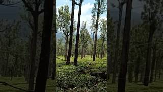 Tamil Nadu Nilgiri hills Tea farming view 🤗🤗🤗🤗🤗 [upl. by Adnovaj]