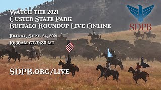 2021 Custer State Park Buffalo Roundup  SDPB [upl. by Mckee988]