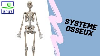 Système osseux ISPITS Anatomie S1 [upl. by Dirk303]