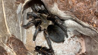 Thai zebra tarantula Cyriopagopus albostriatu hunts amp eats black cricket [upl. by Anirbaz585]