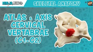 Atlas amp Axis Cervical Vertebrae C1C2 Anatomy [upl. by Campman348]