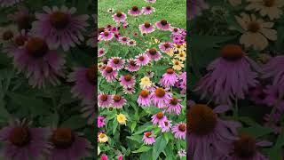 Coneflowers veseys coneflower echinacea flowergarden canadiangardening [upl. by Macomber983]