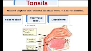 3 tonsils [upl. by Snyder874]