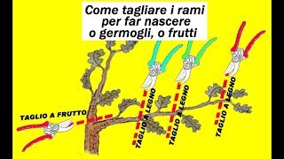 COME TAGLIARE I RAMI PER FAR NASCERE O GERMOGLI O FRUTTI [upl. by Unhsiv166]