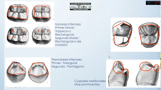 Anatomia Dental  Forma de superficies dentales  Video 3 [upl. by Judson]