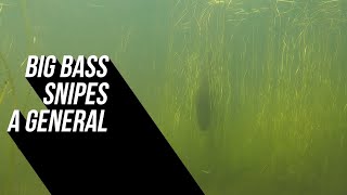 Big Bass Snipes a General shorts [upl. by Oeht]