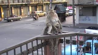 City of Monkeys  Lopburi  Thailand [upl. by Teresina]