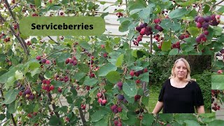 How to Grow and Care for Serviceberries [upl. by Say]