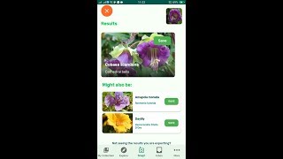 PlantSnap identifies a Cathedral bells Cobaea scandens [upl. by Anwahsit]