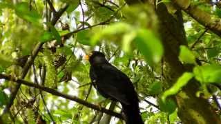 Blackbird Singing in Forest  Relaxing Sounds of Nature [upl. by Seidule71]