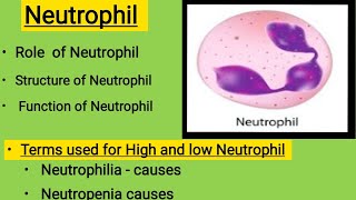 neutrophilneutrophilsFunction of neutrophilsneutrophils [upl. by Leyameg]