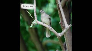 burung tledekan aviary burung [upl. by Gunas169]