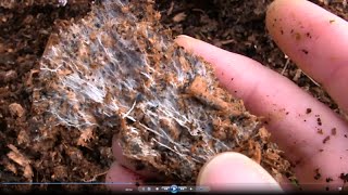 How to Grow Your Own Mycorrhizal Fungi in Chicken Manure and Wood Shavings [upl. by Atiekahs]