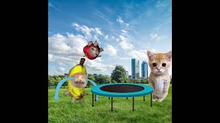 Baby Banana Cat 😺❤️ catmemes cat shorts fyp bananacat [upl. by Pool]