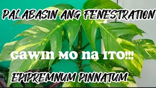 EPIPREMNUM PINNATUM AUREA TIPS AND TRICKS  INDAY DONAY [upl. by Calabresi]