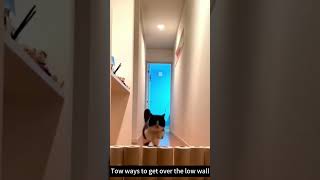 Fat cat cat funnyvideo catsoftiktok pet kitty funny fyp kittycat [upl. by Christie414]