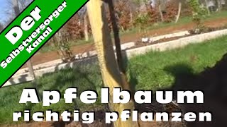 Apfelbaum richtig pflanzen [upl. by Eeram]