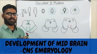 DEVELOPMENT OF MIDBRAIN MESENCEPHALON  CNS EMBRYOLOGY [upl. by Eixam]