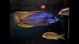 Macho ¿Dimidiochromis strigatus forociclidoscom [upl. by Dulsea]