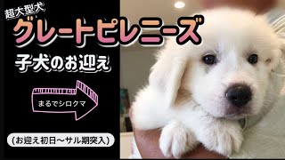 【超大型犬グレートピレニーズの子犬のお迎え】まるで可愛い子熊のぬいぐるみ🧸💕 [upl. by Rimat]