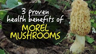 3 Proven Health Benefits Of Morel Mushrooms [upl. by Soisanahta]