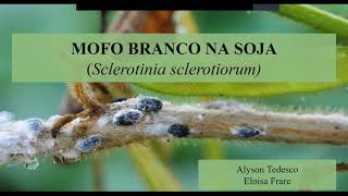 Mofo Branco  Sclerotinia sclerotiorun  Fitopatologia Agrícola [upl. by Naehgem180]