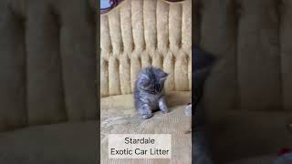 Stardale black silver Maine Coon kitten from the Exotic Car Litter [upl. by Laurena]