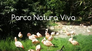 Parco Natura Viva Bussolengo Lago di Garda [upl. by Anidem]