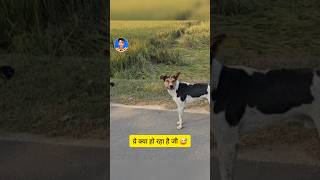 Tu Kaun Hai Be  Sab LOol Hai funny sabloolhai animal [upl. by Lennad474]