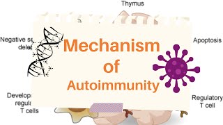 Mechanism of Autoimmunity [upl. by Adaran]