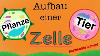 Aufbau einer Zelle  Bestandteile von Tierzellen und Planzenzellen  Funktionen lernen [upl. by Naesad]