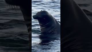 Sea lion play  California Sea lion  León marino  dugong  sư tử biển  Leão marinho  கடல்சிங்கம் [upl. by Sanfo]