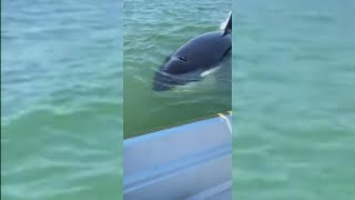 Family has incredible close encounter with a killer whale off Camano Island [upl. by Holmes]