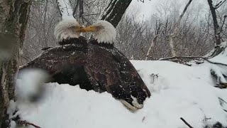 Our Eagles A Film by Emily Tope [upl. by Norbie82]