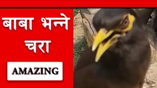 Amazing Bird Talking Like Humans  Talk with Mynah  Very Cute Bird Talking in Nepali [upl. by Wappes]