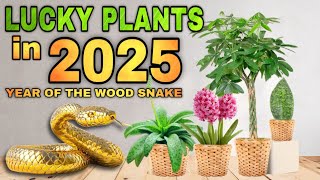 TOP 10 LUCKY PLANTS IN 2025  10 Swerteng halaman ngayong YEAR OF THE WOOD SNAKE para sa year 2025 [upl. by Aloiv]