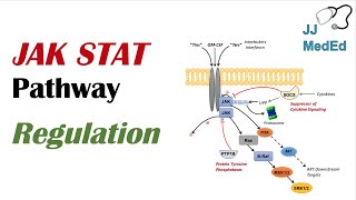 JAK STAT Signaling Pathway Regulation [upl. by Libbi]