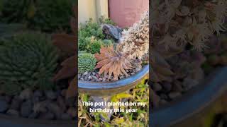 Orostachys NYBG Flowering in Birthday Pot [upl. by Ytsim]