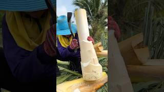 Really Amazing Edible Dwarf Coconut Tree Cutting Skills [upl. by Kingsbury]