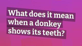 What does it mean when a donkey shows its teeth [upl. by Ahsinek]