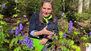 Monkshood is a late blooming nonnative perennial that serves pollinators [upl. by Tad303]