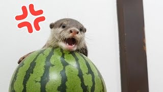 【西瓜の主】スイカを叩くと助けに入るカワウソのビンゴOtter Bingo come to the rescue of the watermelon [upl. by Golub]