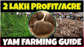 Yam Farming  How to grow Yam at Home  Yam Cultivation [upl. by Astiram]