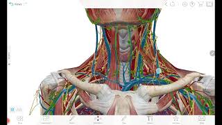 Thyroid gland relations [upl. by Notsla]