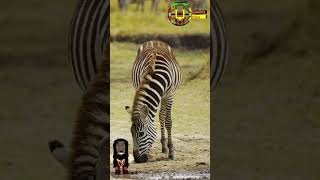 Buffalo and Zebra Gathering shorts zebra buffalo [upl. by Nnylatsyrc449]