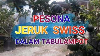 Pesona Jeruk Swiss Dalam Tabulampot [upl. by Morell]