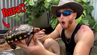 Unboxing 6 Rare Tortoises and Setting Up Outdoor Enclosure [upl. by Jedlicka]